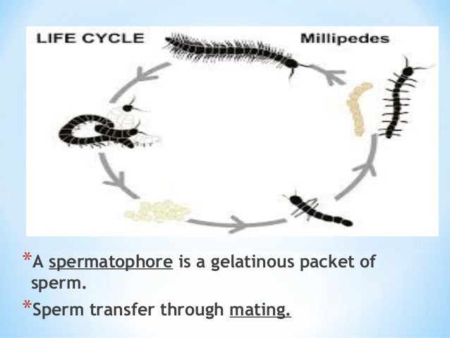 millipede cycle diagram myriapoda 090602161209 phpapp02 millipede cycle diagram myriapoda 090602161209 phpapp02