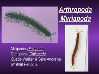 Millipede/  Diplopoda Centipede/  Chilopoda   Quade Walker & Sam Andrews 5/19/09 Period 2 Arthropoda Myriapoda 