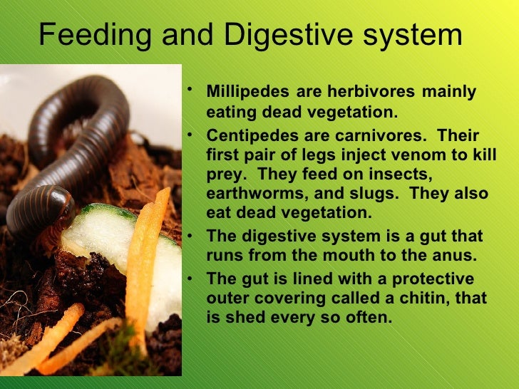Arthropoda Myriapoda