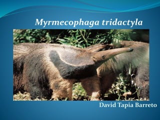 Myrmecophaga tridactyla
David Tapia Barreto
 