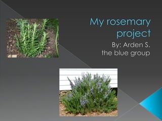 My rosemary              project By: Arden S.  the blue group 