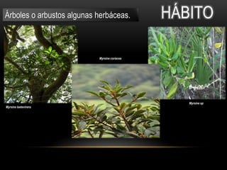 Árboles o arbustos algunas herbáceas. HÁBITO 
Myrsine laetevirens 
Myrsine coriacea 
Myrsine sp 
 