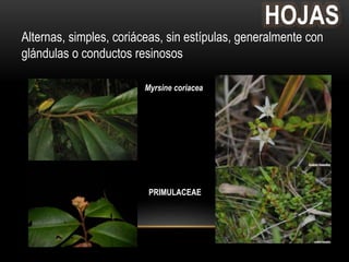 HOJAS 
Alternas, simples, coriáceas, sin estípulas, generalmente con 
glándulas o conductos resinosos 
Myrsine coriacea 
PRIMULACEAE 
 
