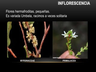 INFLORESCENCIA 
Flores hermafroditas, pequeñas. 
Es variada Umbela, racimos a veces solitaria 
MYRSINACEAE PRIMULACEA 
 