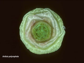 FLOR 
Ardisia polycephala 
 
