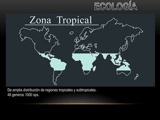 De amplia distribución de regiones tropicales y subtropicales. 
48 generos 1000 sps. 
 