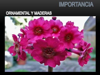 ORNAMENTAL Y MADERAS 
IMPORTANCIA 
 