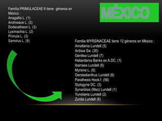 Familia PRIMULACEAE 6 tiene géneros en 
México : 
Anagallis L. (1) 
Androsace L. (2) 
Dodecatheon L. (3) 
Lysimachia L. (2) 
Primula L. (3) 
Samolus L. (9) 
MÉXICO 
Familia MYRSINACEAE tiene 12 géneros en México : 
Amatlania Lundell (5) 
Ardisia Sw. (30) 
Gentlea Lundell (7) 
Heberdenia Banks ex A.DC. (1) 
Ibarraea Lundell (6) 
Myrsine L. (6) 
Oerstedianthus Lundell (6) 
Parathesis Hook.f. (56) 
Stylogyne DC. (3) 
Synardisia (Mez) Lundell (1) 
Yunckeria Lundell (2) 
Zunila Lundell (6) 
 