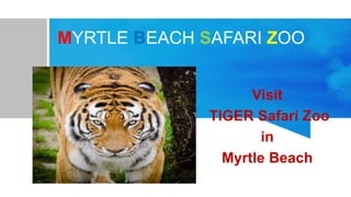 MYRTLE BEACH SAFARI ZOO
Visit
TIGER Safari Zoo
in
Myrtle Beach
 