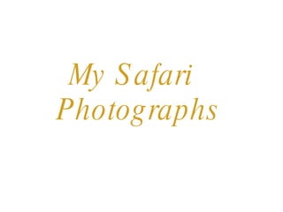 My Safari    Photographs 