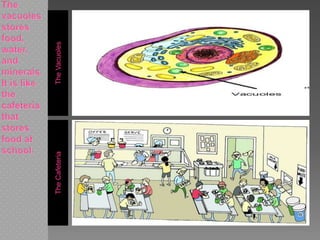 TheVacuolesTheCafeteria
 