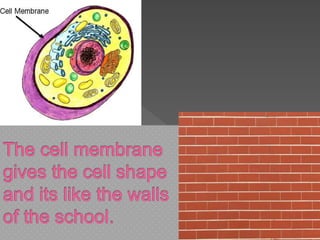 My school is like a cell alexus