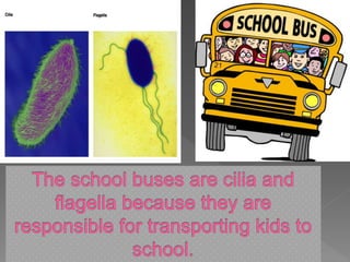 My school is like a cell alexus