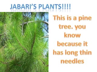 Jabari’s plants!!!! This is a pine tree. you know because it has long thin needles 