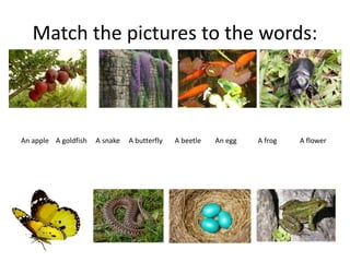 Match the pictures to the words:
An apple A goldfish A snake A butterfly A beetle An egg A frog A flower
 