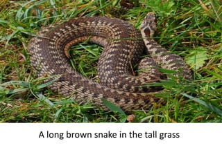 A long brown snake in the tall grass
 
