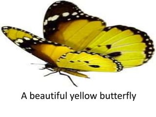 A beautiful yellow butterfly
 