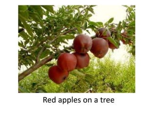 Red apples on a tree
 