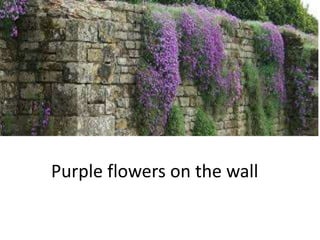 Purple flowers on the wall
 