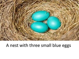 A nest with three small blue eggs
 