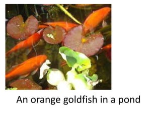 An orange goldfish in a pond
 