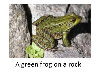 A green frog on a rock
 