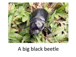 A big black beetle
 
