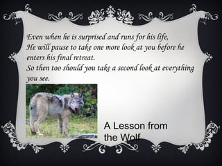 Even when he is surprised and runs for his life,
He will pause to take one more look at you before he
enters his final retreat.
So then too should you take a second look at everything
you see.




                         A Lesson from
                         the Wolf
 