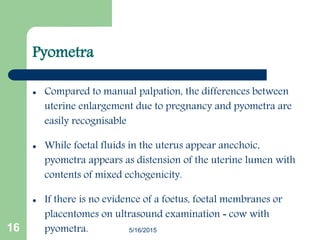 Pyometra Cow A Review of PRACTICAL APPLICATIONS OF TRANSRECTAL ULTRASONOGRAPHY FOR ...