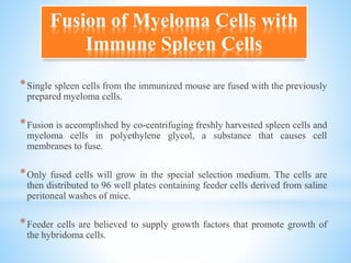 Fusion of Myeloma Cells with
Immune Spleen Cells
*Single spleen cells from the immunized mouse are fused with the previously
prepared myeloma cells.
*Fusion is accomplished by co-centrifuging freshly harvested spleen cells and
myeloma cells in polyethylene glycol, a substance that causes cell
membranes to fuse.
*Only fused cells will grow in the special selection medium. The cells are
then distributed to 96 well plates containing feeder cells derived from saline
peritoneal washes of mice.
*Feeder cells are believed to supply growth factors that promote growth of
the hybridoma cells.
 