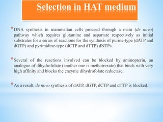 Selection in HAT medium
*DNA synthesis in mammalian cells proceed through a main (de novo)
pathway which requires glutamine and aspartate respectively as initial
substrates for a series of reactions for the synthesis of purine-type (dATP and
dGTP) and pyrimidine-type (dCTP and dTTP) dNTPs.
*Several of the reactions involved can be blocked by aminopterin, an
analogue of dihydrofolate (another one is methotrexate) that binds with very
high affinity and blocks the enzyme dihydrofolate reductase.
*As a result, de novo synthesis of dATP, dGTP, dCTP and dTTP is blocked.
 