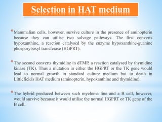 *Mammalian cells, however, survive culture in the presence of aminopterin
because they can utilise two salvage pathways. The first converts
hypoxanthine, a reaction catalysed by the enzyme hypoxanthine-guanine
phosporybosyl transferase (HGPRT).
*The second converts thymidine in dTMP, a reaction catalysed by thymidine
kinase (TK). Thus a mutation in either the HGPRT or the TK gene would
lead to normal growth in standard culture medium but to death in
Littlefield's HAT medium (aminopterin, hypoxanthine and thymidine).
*The hybrid produced between such myeloma line and a B cell, however,
would survive because it would utilise the normal HGPRT or TK gene of the
B cell.
Selection in HAT medium
 