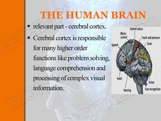 THE HUMAN BRAIN
 relevant part - cerebral cortex.
 Cerebral cortex is responsible
  for many higher order
  functions like problem solving,
  language comprehension and
  processing of complex visual
  information.
 