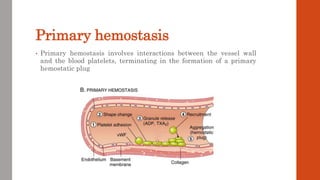 Primary hemostasis
• Primary hemostasis involves interactions between the vessel wall
and the blood platelets, terminating in the formation of a primary
hemostatic plug
 