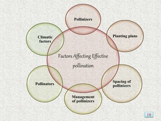 Factors Affecting Effective
pollination
Pollinizers
Planting plans
Spacing of
pollinizers
Management
of pollinizers
Pollinators
Climatic
factors
10
 