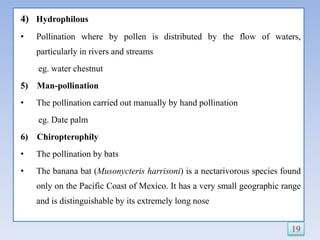 4) Hydrophilous
• Pollination where by pollen is distributed by the flow of waters,
particularly in rivers and streams
eg. water chestnut
5) Man-pollination
• The pollination carried out manually by hand pollination
eg. Date palm
6) Chiropterophily
• The pollination by bats
• The banana bat (Musonycteris harrisoni) is a nectarivorous species found
only on the Pacific Coast of Mexico. It has a very small geographic range
and is distinguishable by its extremely long nose
19
 