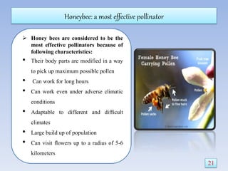 Honeybee: a most effective pollinator
 Honey bees are considered to be the
most effective pollinators because of
following characteristics:
• Their body parts are modified in a way
to pick up maximum possible pollen
• Can work for long hours
• Can work even under adverse climatic
conditions
• Adaptable to different and difficult
climates
• Large build up of population
• Can visit flowers up to a radius of 5-6
kilometers
21
 