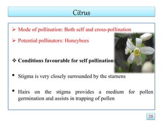 Citrus
 Mode of pollination: Both self and cross-pollination
 Potential pollinators: Honeybees
 Conditions favourable for self pollination:
• Stigma is very closely surrounded by the stamens
• Hairs on the stigma provides a medium for pollen
germination and assists in trapping of pollen
28
 