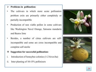  Problems in pollination:
• The cultivars in which more acute pollination
problem exits are primarily either completely or
partially incompatible
• Production of non viable pollen in some cultivars
like Washington Navel Orange, Satsuma mandarin
and Bearss lime
• Besides, a number of citrus cultivars are self-
incompatible and some are cross incompatible and
complete self sterile
 Suggestion for successful pollination:
i. Introduction of honeybee colonies (1-2 hives/ha)
ii. Inter planting of 10-15% pollinizers
29
 
