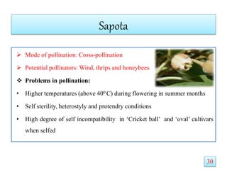 Sapota
 Mode of pollination: Cross-pollination
 Potential pollinators: Wind, thrips and honeybees
 Problems in pollination:
• Higher temperatures (above 400 C) during flowering in summer months
• Self sterility, heterostyly and protendry conditions
• High degree of self incompatibility in ‘Cricket ball’ and ‘oval’ cultivars
when selfed
30
 