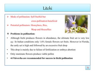Litchi
 Mode of pollination: Self fruitful but
cross-pollination beneficial
 Potential pollinators: Honeybees, flies,
Wasp and Houseflies
 Problems in pollination:
• Although litchi produces flowers in abundance, the ultimate fruit set is very low
eg.: In Indian conditions only 1.6% female flowers set fruits. However in Florida,
the early set is high and followed by an excessive fruit drop
• This drop is mainly due to failure of fertilization or embryo abortion
• Only staminate flowers produce viable pollen
• 4-5 hives/ha are recommended for success in litchi pollination
31
 