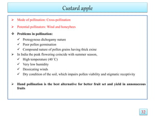 Custard apple
 Mode of pollination: Cross-pollination
 Potential pollinators: Wind and honeybees
 Problems in pollination:
 Protogynous dichogamy nature
 Poor pollen germination
 Compound nature of pollen grains having thick exine
 In India the peak flowering coincide with summer season,
 High temperature (40 ºC)
 Very low humidity
 Dessicating winds
 Dry condition of the soil, which impairs pollen viability and stigmatic receptivity
 Hand pollination is the best alternative for better fruit set and yield in annonaceous
fruits
32
 