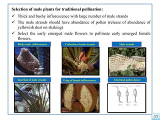 Selection of male plants for traditional pollination:
 Thick and bushy inflorescence with large number of male strands
 The male strands should have abundance of pollen (release of abundance of
yellowish dust on shaking)
 Select the early emerged male flowers to pollinate early emerged female
flowers.
Bushy male inflorescence Collection of male strands Male strands
Insertion of male strands Tying of female inflorescence Electrical pollen duster
37
 