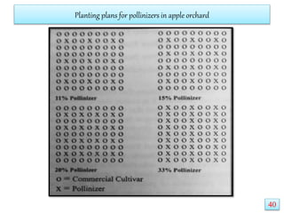 Planting plans for pollinizers in apple orchard
40
 