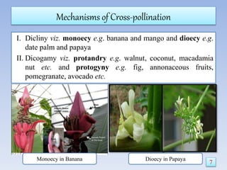 Mechanisms of Cross-pollination
I. Dicliny viz. monoecy e.g. banana and mango and dioecy e.g.
date palm and papaya
II. Dicogamy viz. protandry e.g. walnut, coconut, macadamia
nut etc. and protogyny e.g. fig, annonaceous fruits,
pomegranate, avocado etc.
Monoecy in Banana Dioecy in Papaya
7
 