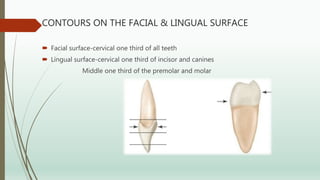 CONTOURS ON THE FACIAL & LINGUAL SURFACE
 Facial surface-cervical one third of all teeth
 Lingual surface-cervical one third of incisor and canines
Middle one third of the premolar and molar
 