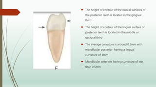  The height of contour of the buccal surfaces of
the posterior teeth is located in the gingival
third
 The height of contour of the lingual surface of
posterior teeth is located in the middle or
occlusal third
 The average curvature is around 0.5mm with
mandibular posterior having a lingual
curvature of 1mm
 Mandibular anteriors having curvature of less
than 0.5mm
 