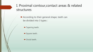 I. Proximal contour,contact areas & related
structures
 According to their general shape, teeth can
be divided into 3 types :
 Tapering teeth.
 Square teeth.
 Ovoid teeth.
 