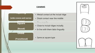 • Mesial contact at the incisal ridge
• Distal contact near the middle
• Very angular
Tapering
[wide crowns and narrow
crevices]
• Close to incisal ridges incisally.
• In line with them labio lingually
Square
[Boxed]
• Same as square type
Ovoid
[Transitional]
CANINES
 