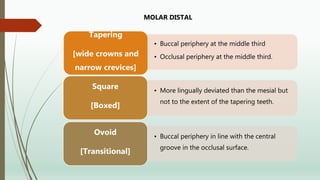 • Buccal periphery at the middle third
• Occlusal periphery at the middle third.
Tapering
[wide crowns and
narrow crevices]
• More lingually deviated than the mesial but
not to the extent of the tapering teeth.
Square
[Boxed]
• Buccal periphery in line with the central
groove in the occlusal surface.
Ovoid
[Transitional]
MOLAR DISTAL
 